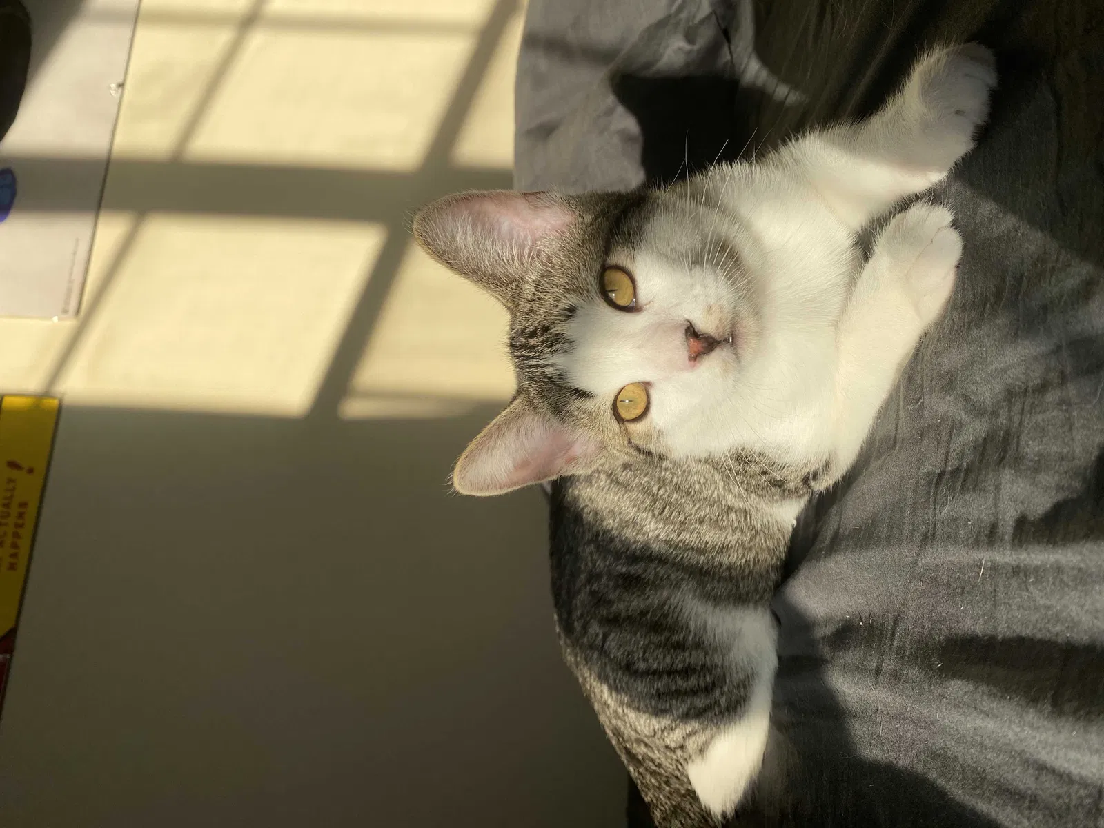 Lost cat in Platte City, MO, 64079