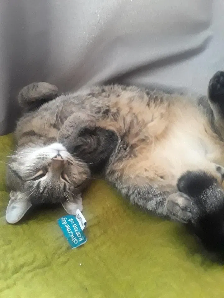 Lost cat in Seattle, WA, 98188