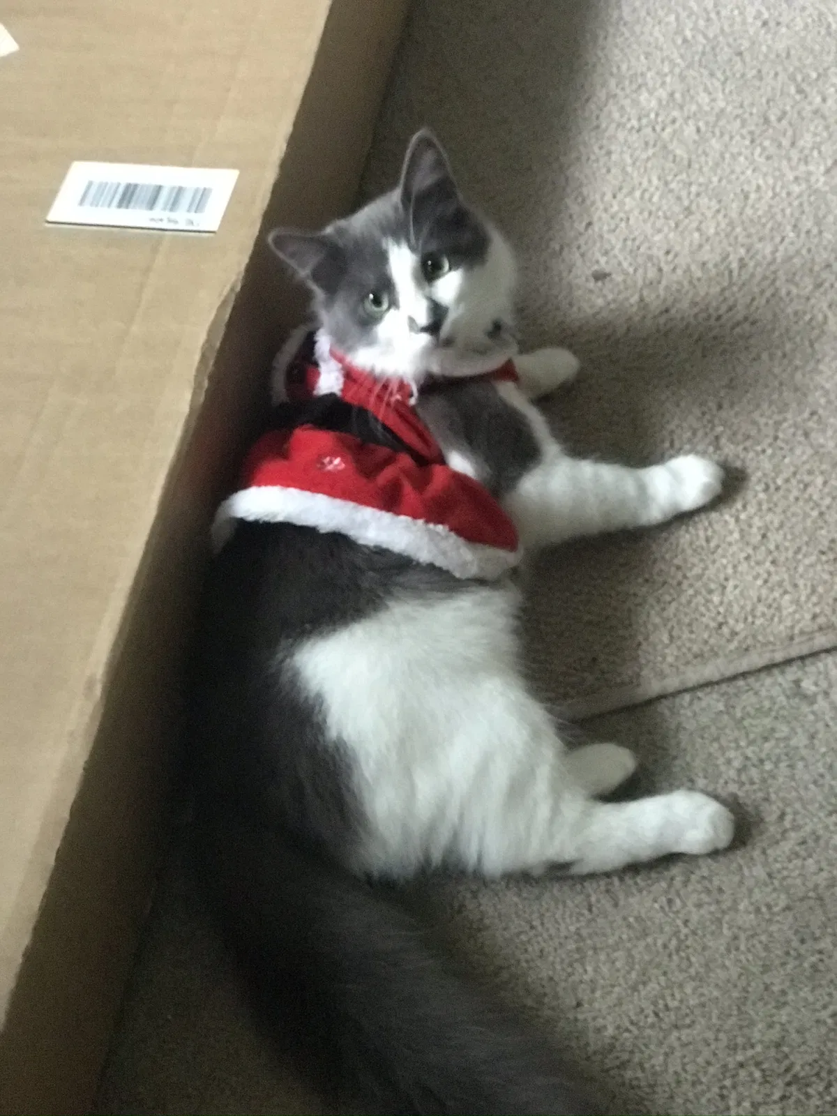 Lost cat in Auburn, WA, 98002
