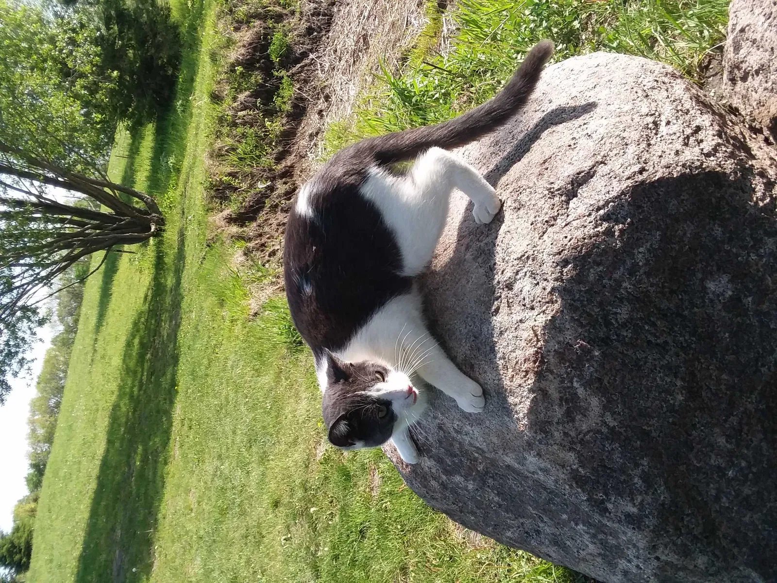 Lost cat in Jordan, MN, 55352