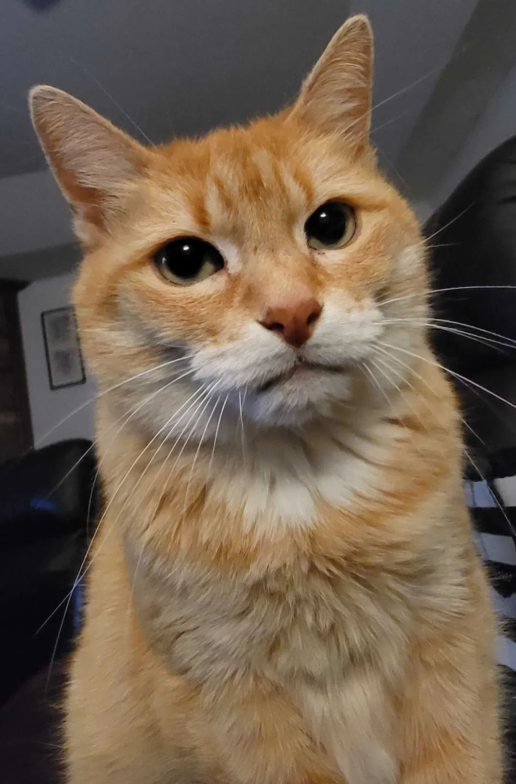 Lost cat in Oklahoma City, OK, 73162