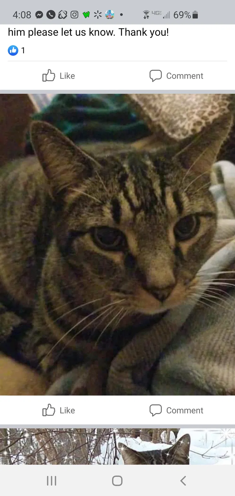 Lost cat in Midlothian, VA, 23112