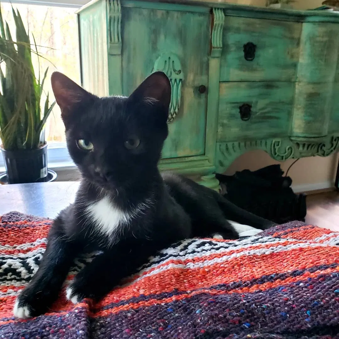 Lost cat in Woodbridge, VA, 22192