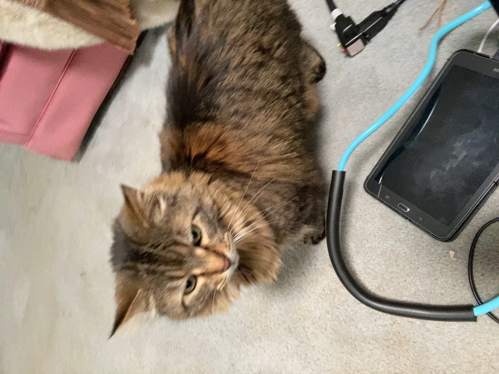 Lost cat in Westfield, IN, 46074