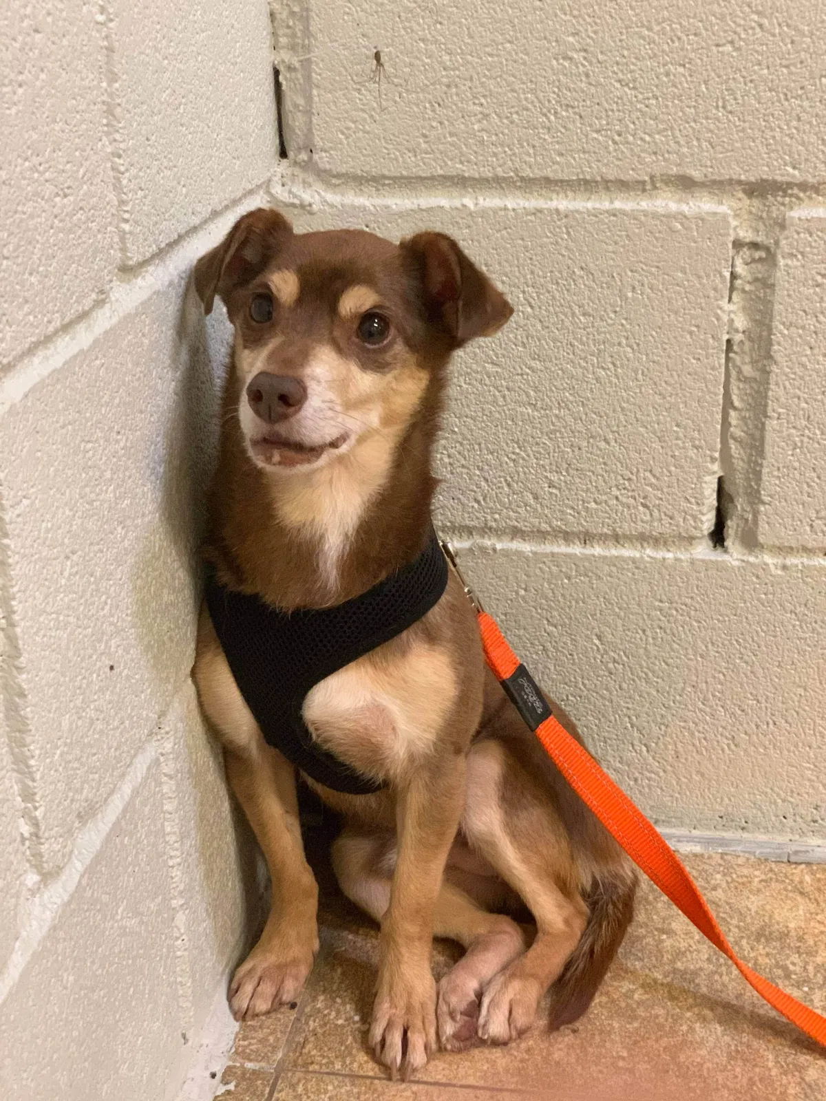Lost dog in Asheville, NC, 28806