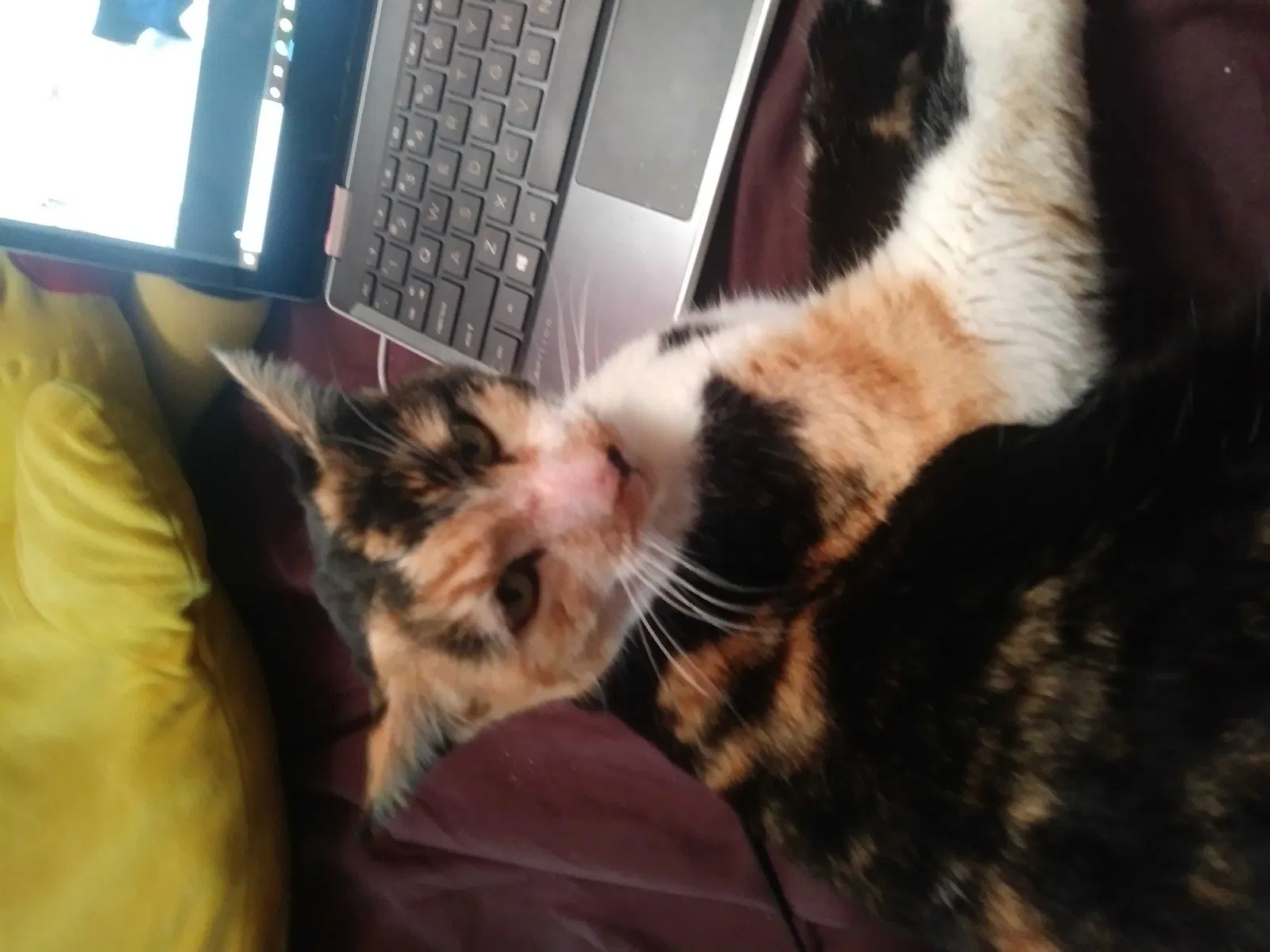 Lost cat in Tucson, AZ, 85705