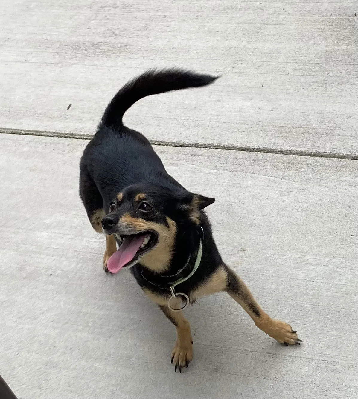 Found dog in Metairie, LA, 70003