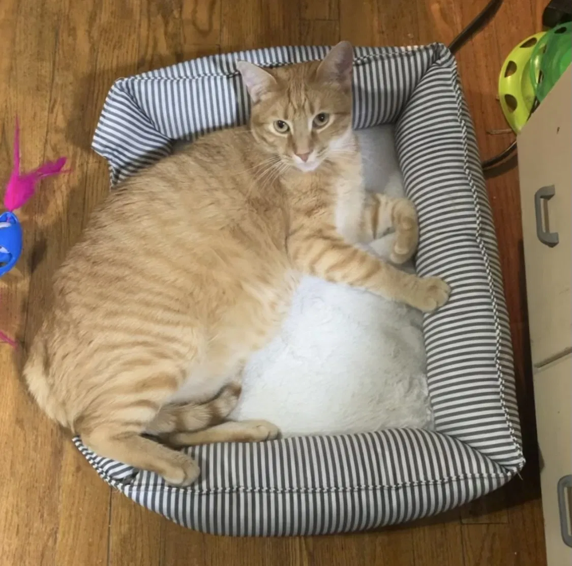 Lost cat in Chicago, IL, 60640