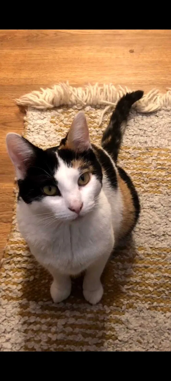Lost cat in Tacoma, WA, 98445