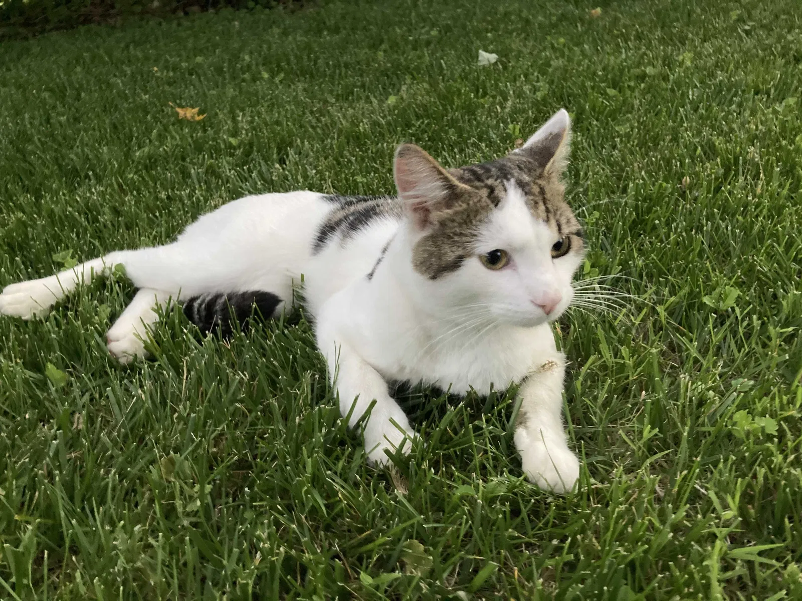 Lost cat in Carpentersville, IL, 60110