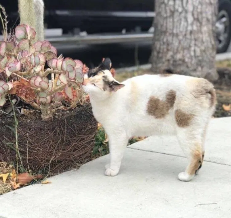 Lost cat in Redwood City, CA, 94062
