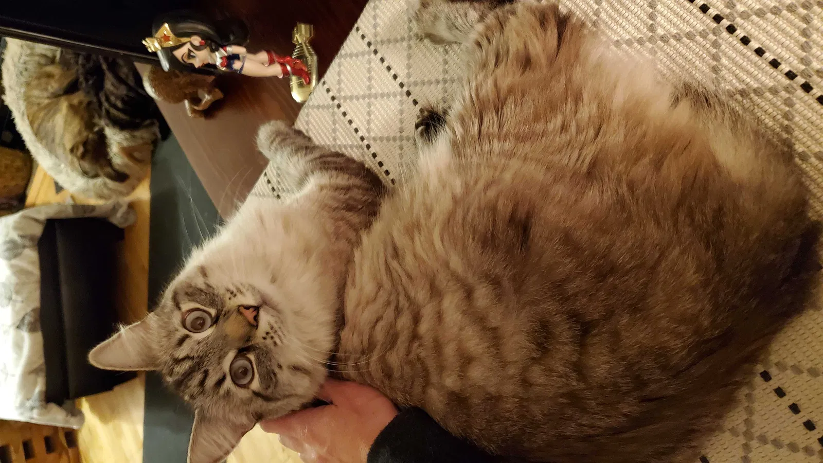 Lost cat in Olympia, WA, 98501