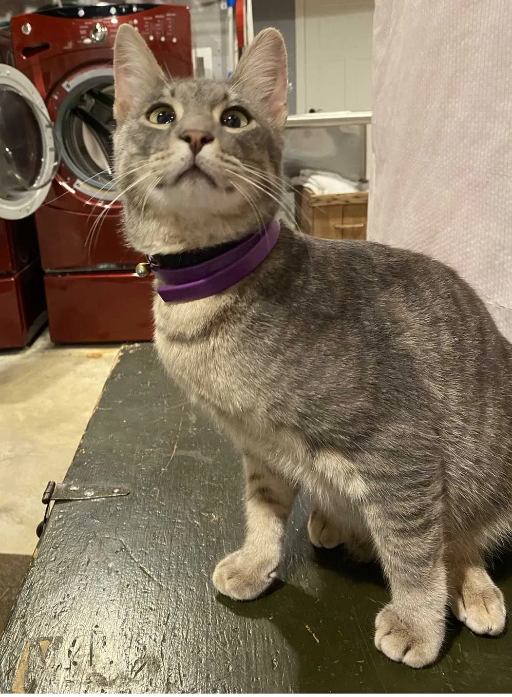 Lost cat in Pasadena, CA, 91107