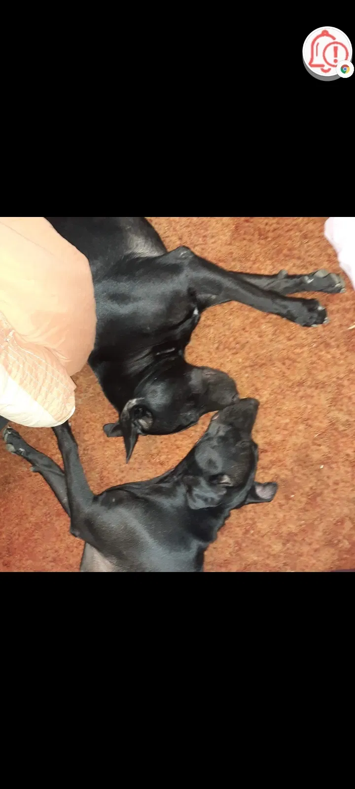 Lost dog in Phenix City, AL, 36870