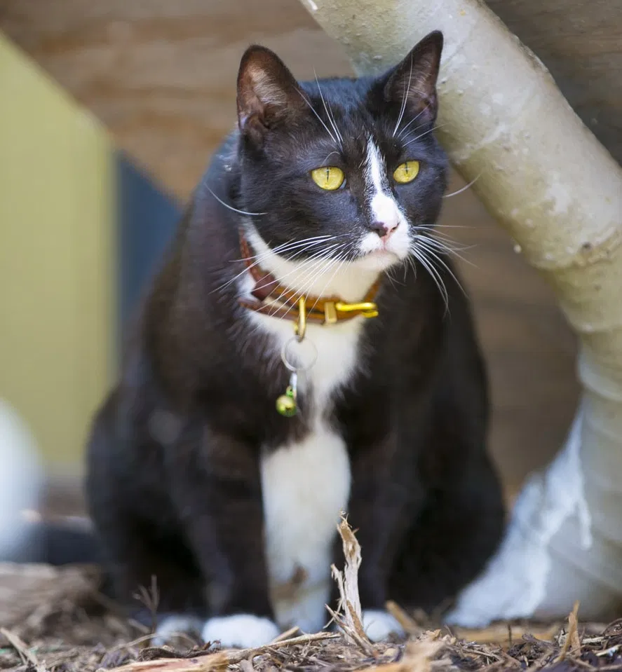 Lost cat in San Diego, CA, 92122