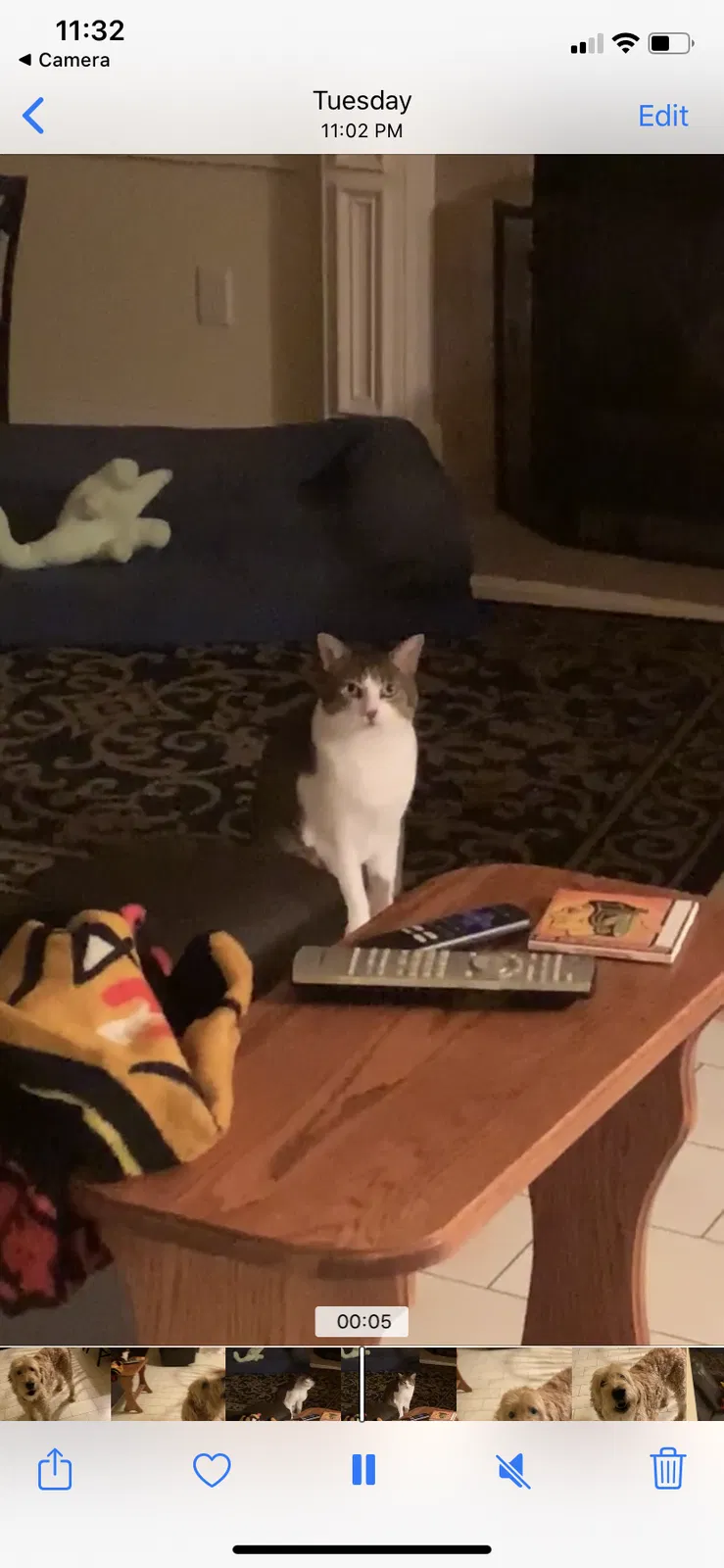 Lost cat in Greenwood, IN, 46143