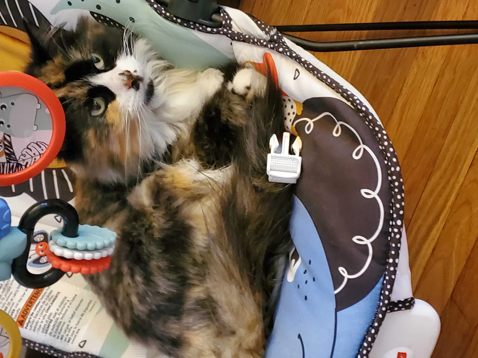 Lost cat in Minneapolis, MN, 55404