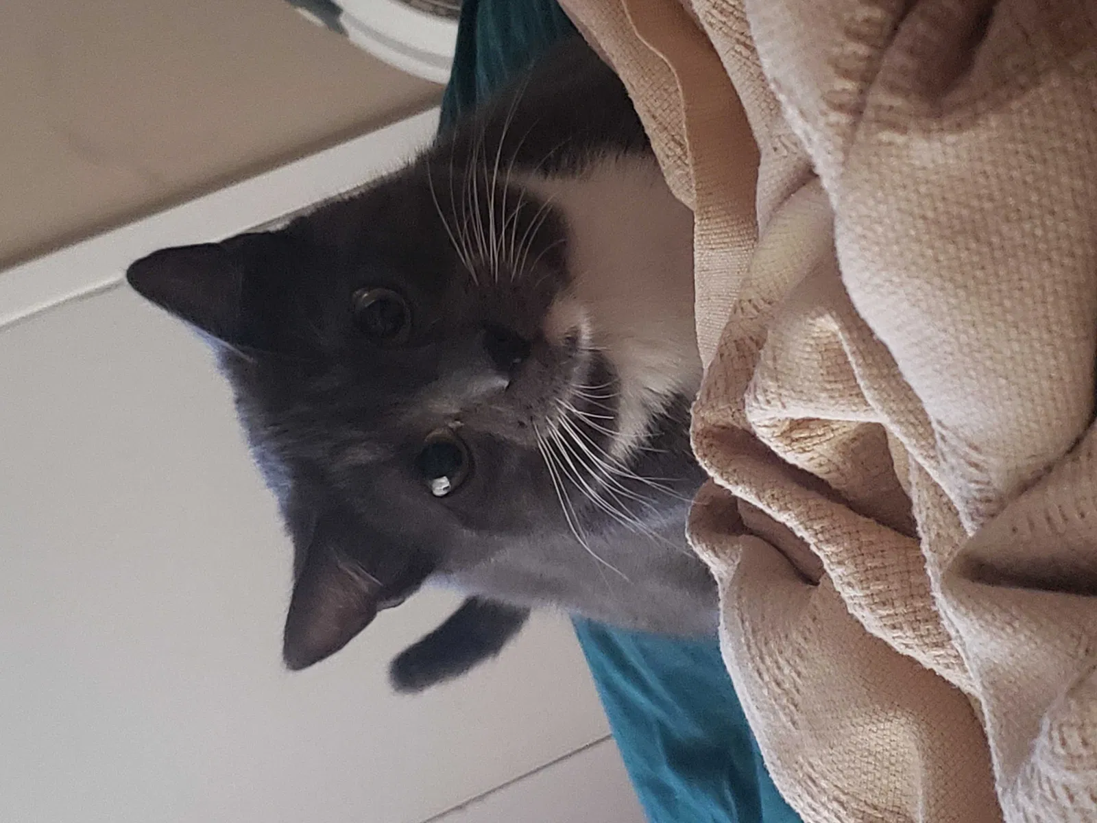 Lost cat in Sherman, TX, 75092