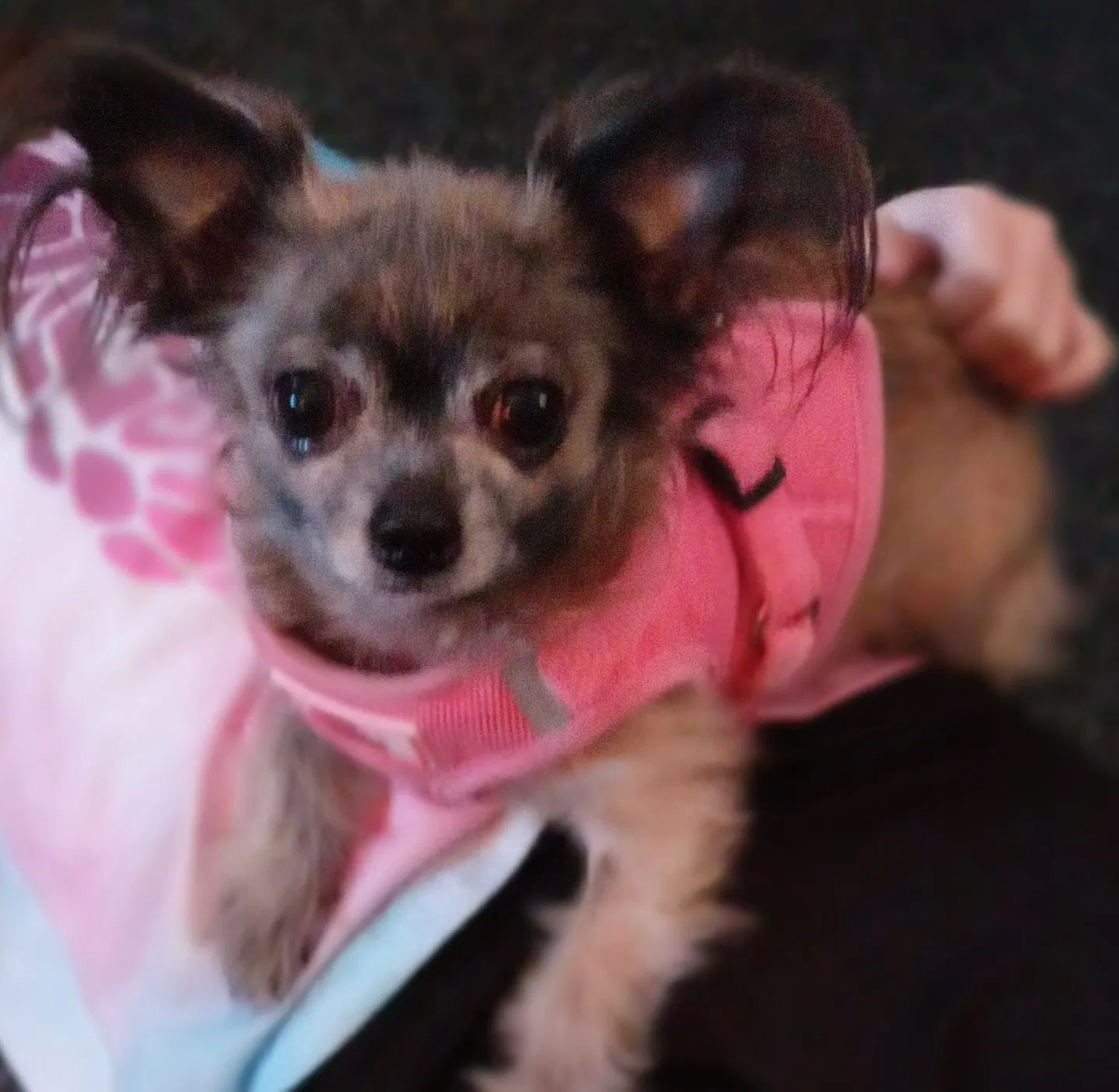 Lost dog in Tulsa, OK, 74112