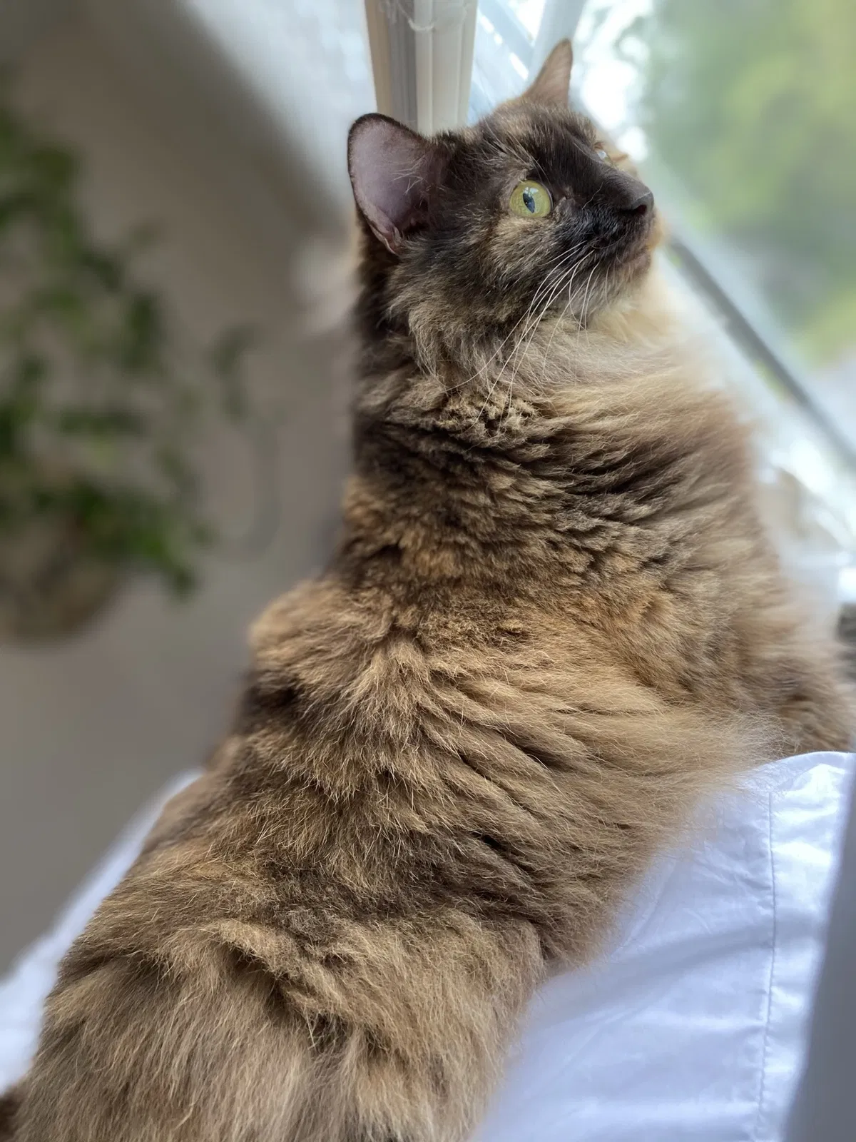 Lost cat in Henrico, VA, 23231