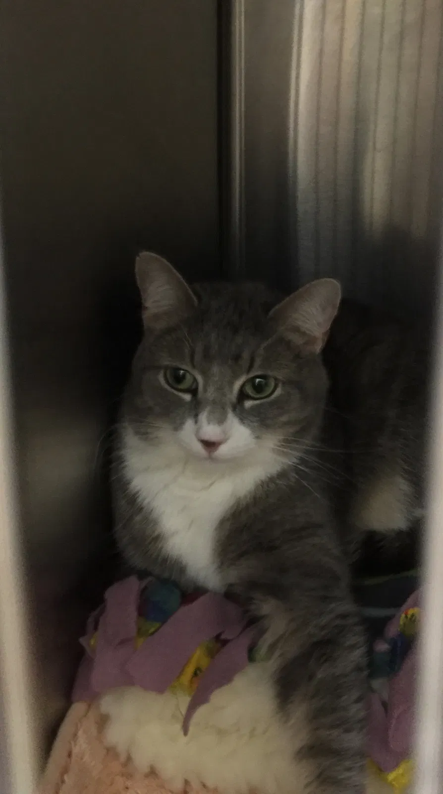 Lost cat in San Diego, CA, 92102