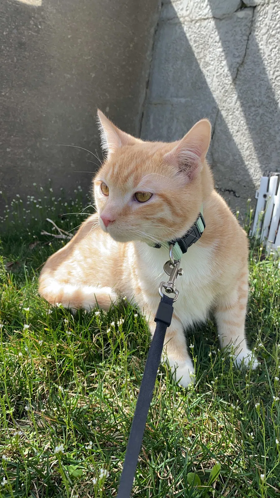Lost cat in Erie, PA, 16502