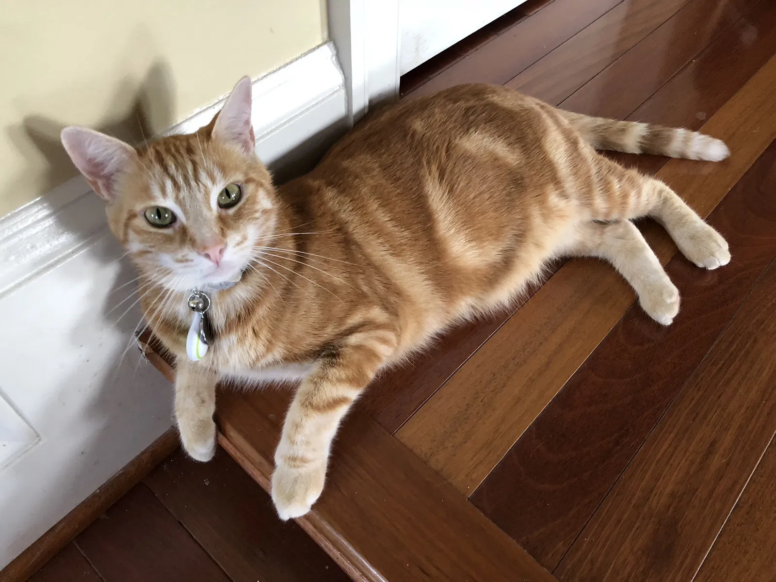 Lost cat in Rockville, MD, 20850