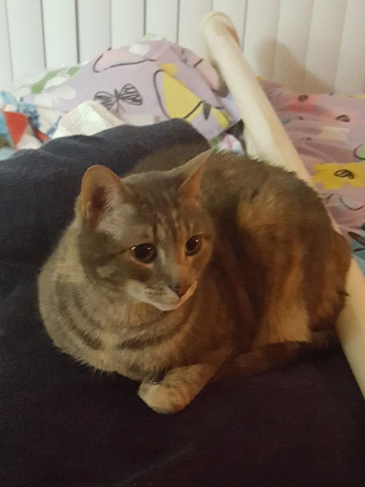 Lost cat in Fremont, CA, 94538