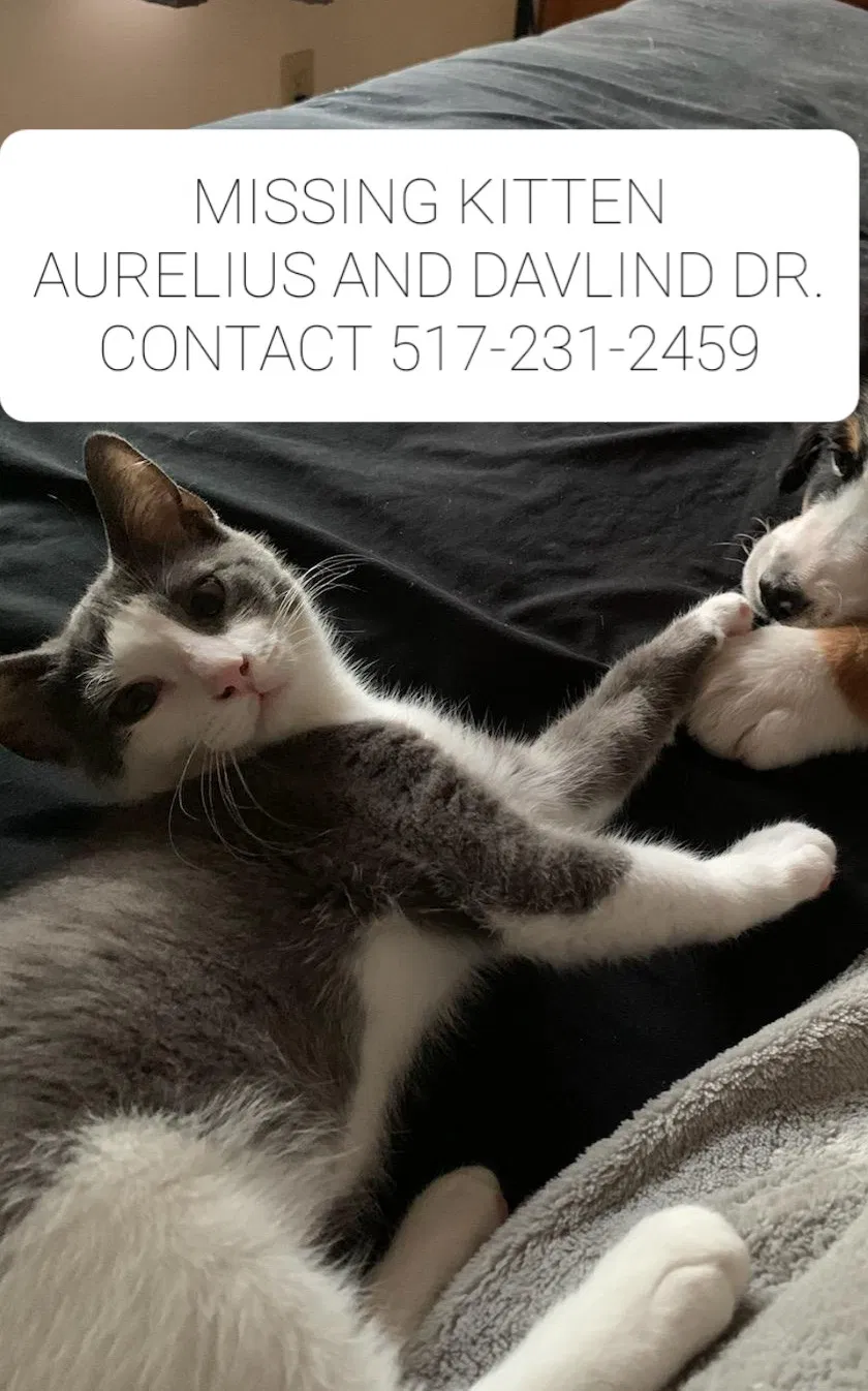 Lost cat in Holt, MI, 48842