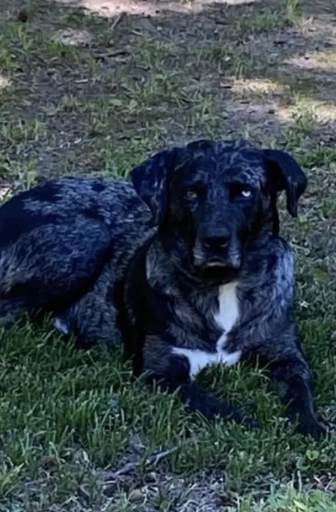 Lost dog in Louisville, MS, 39339