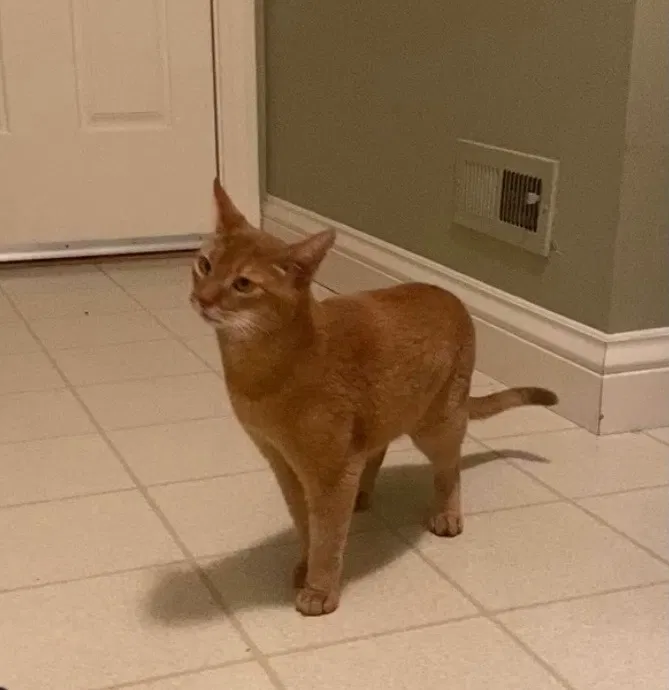 Lost cat in Lafayette, CA, 94549