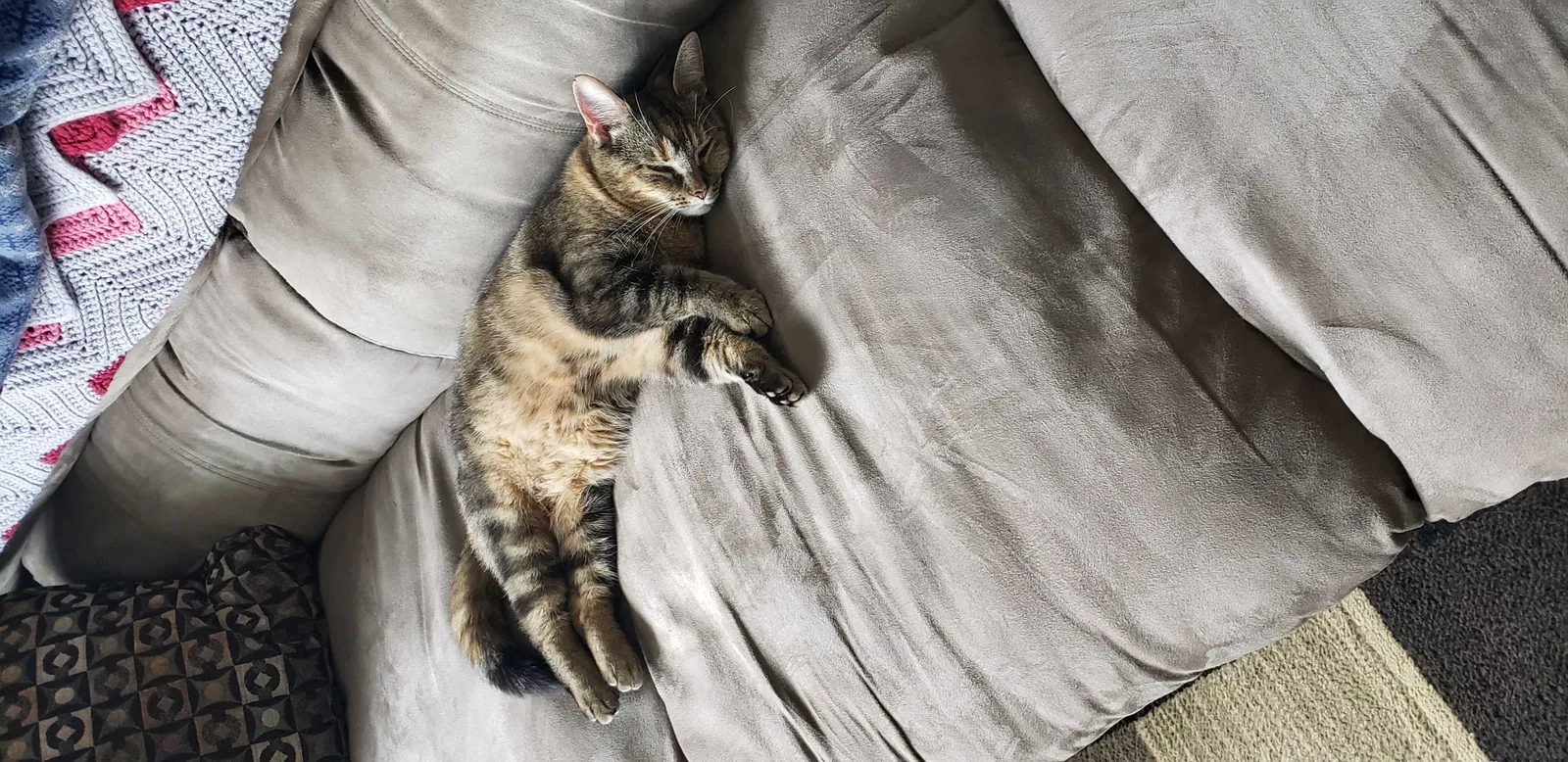 Lost cat in Mount Vernon, OH, 43050
