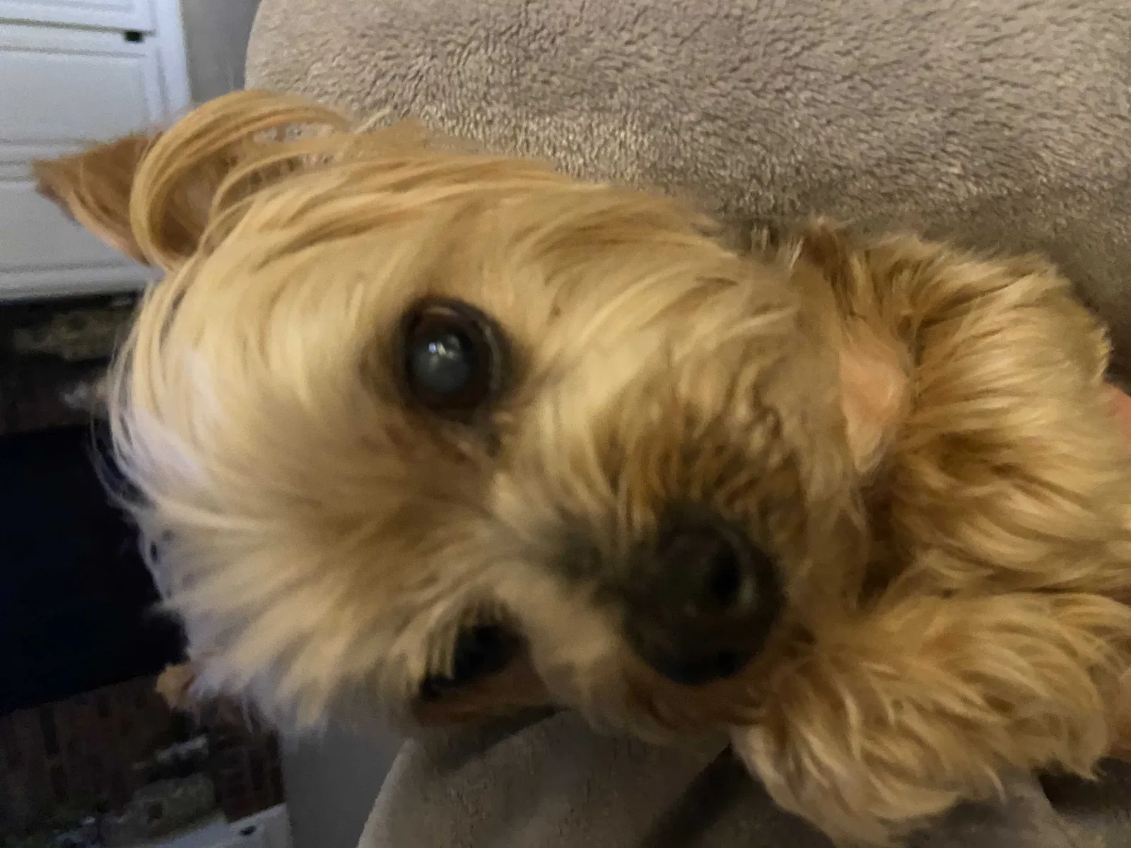 Lost dog in Little Rock, AR, 72212