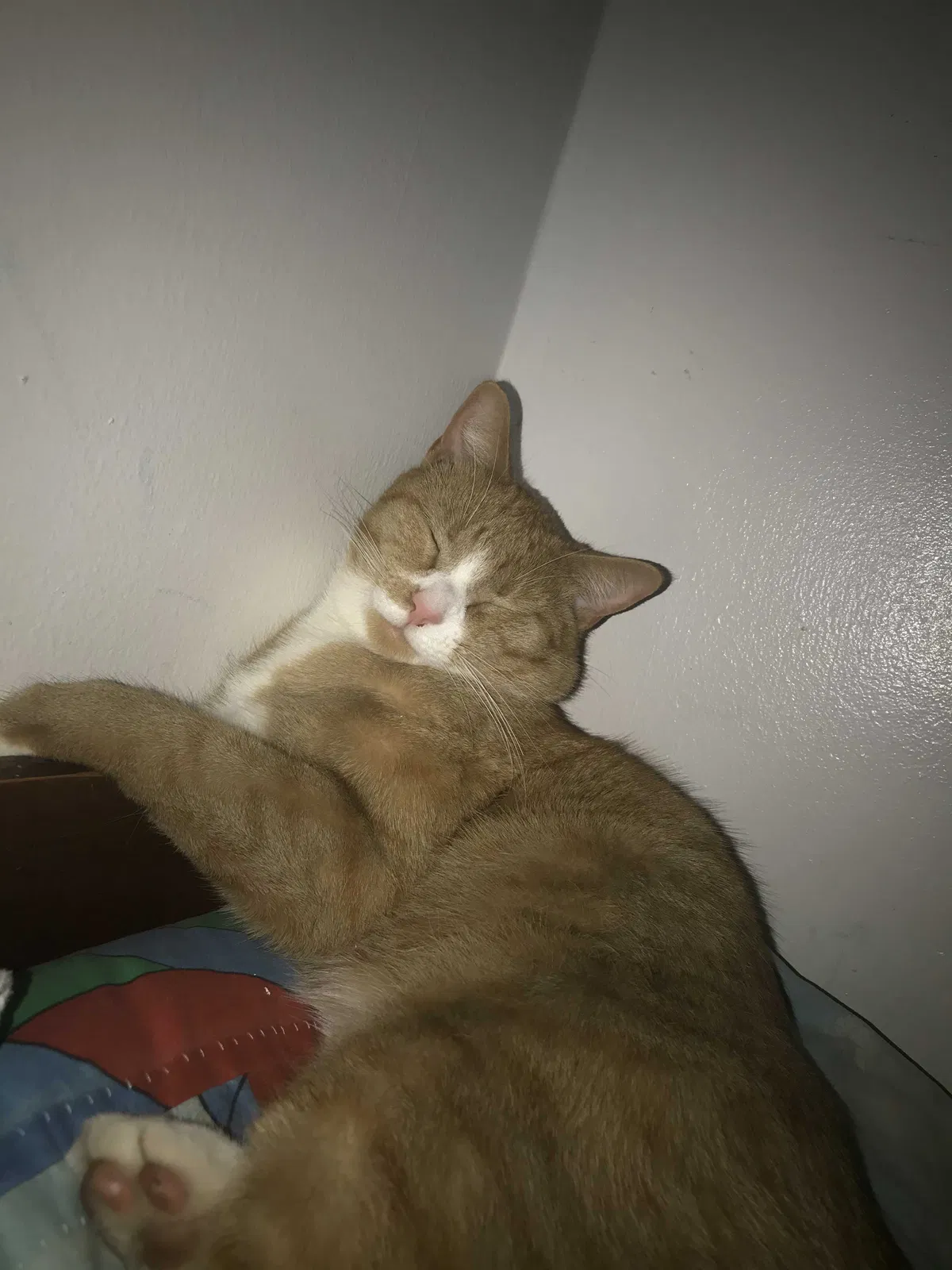 Lost cat in Fort Wayne, IN, 46825