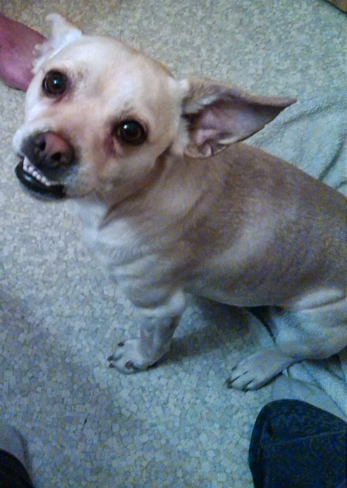 Lost dog in Ontario, OR, 97914
