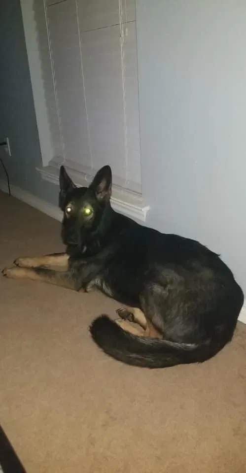 Lost dog in Irvington, AL, 36544
