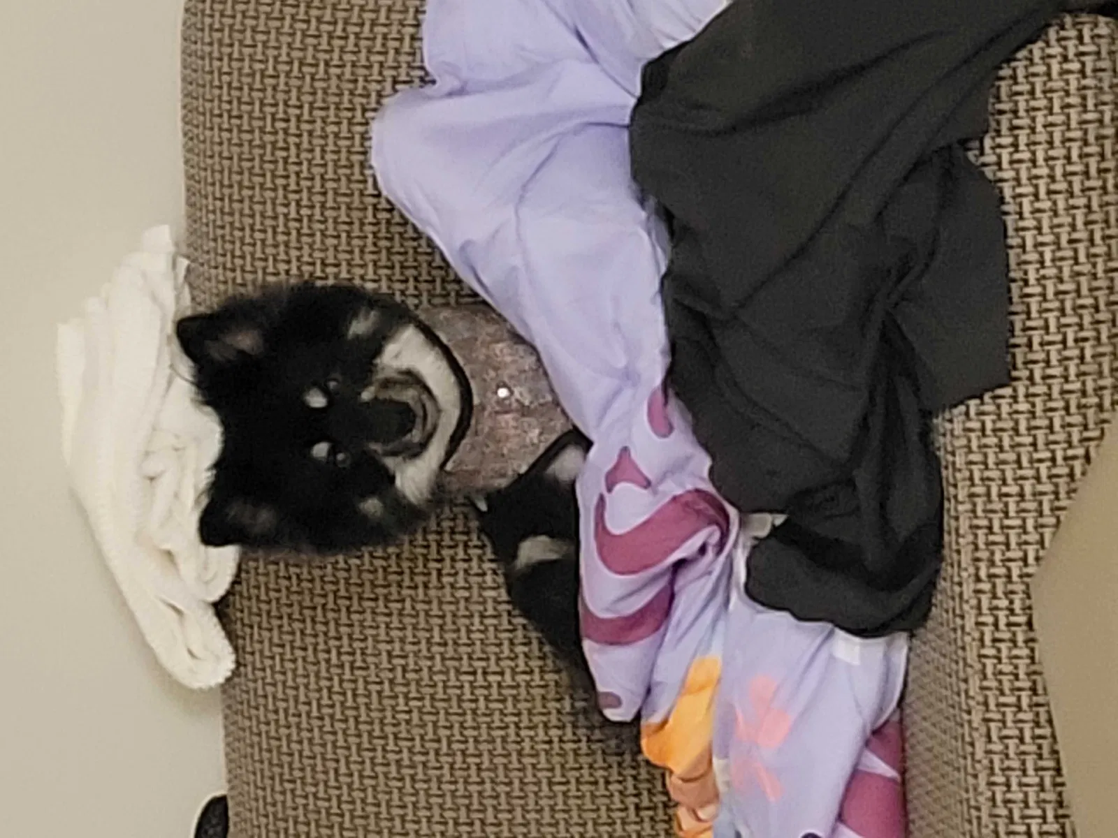 Lost dog in Purvis, MS, 39475