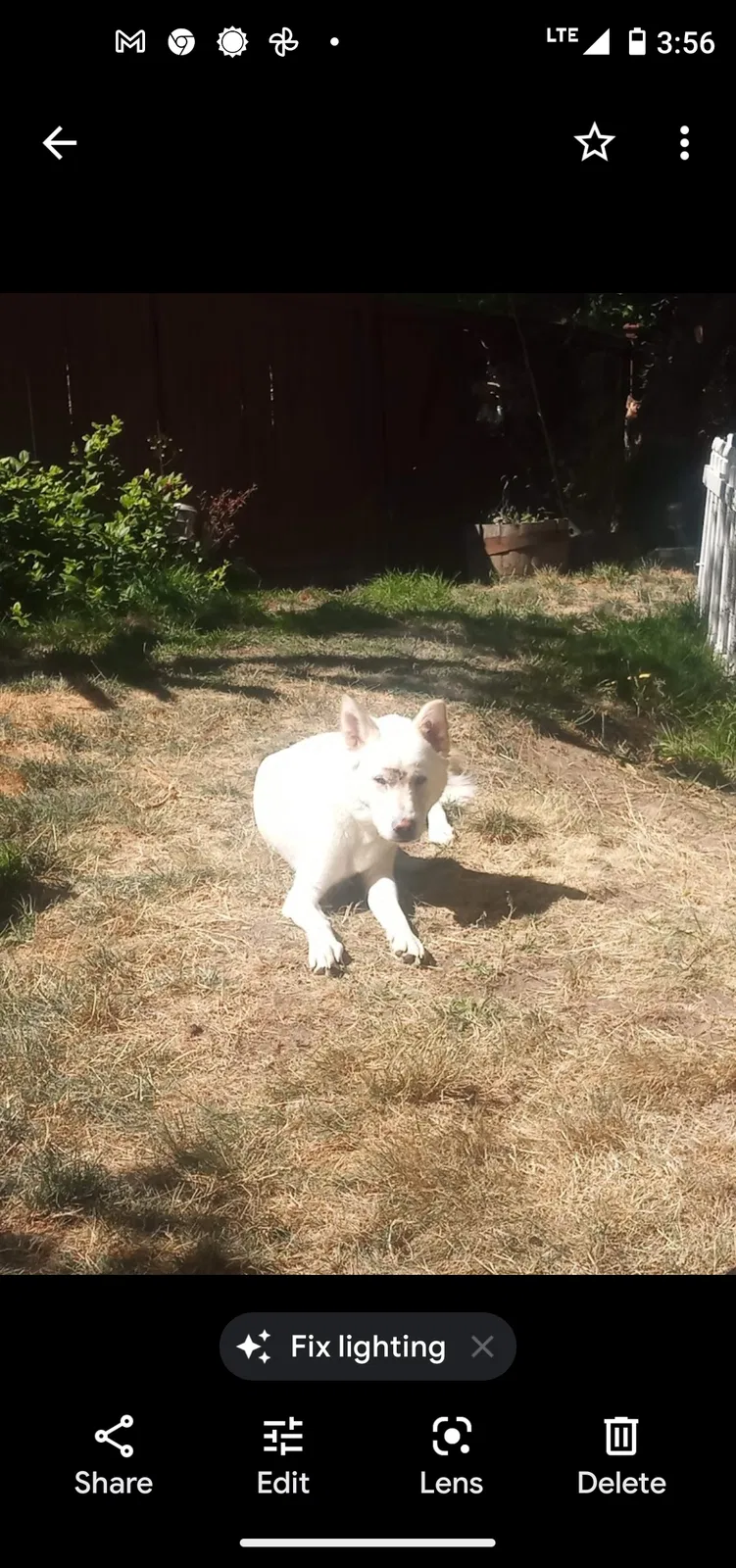 Lost dog in Redmond, WA, 98052
