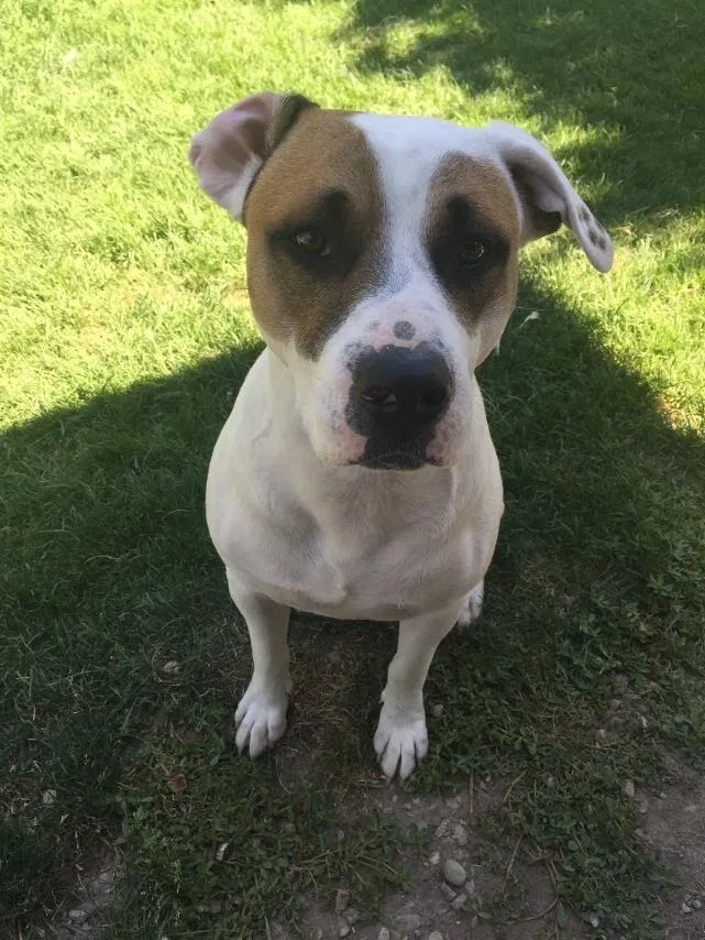 Lost dog in Caldwell, ID, 83605