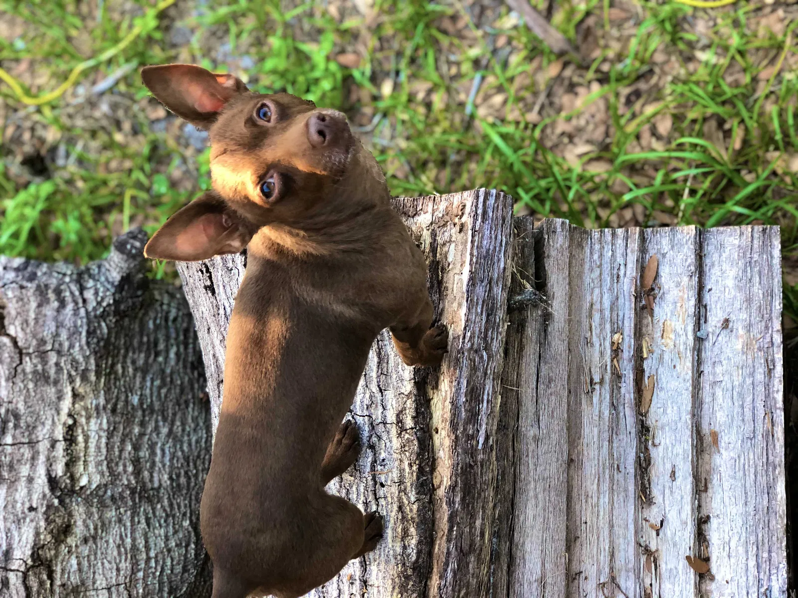 Lost dog in Deland, FL, 32724