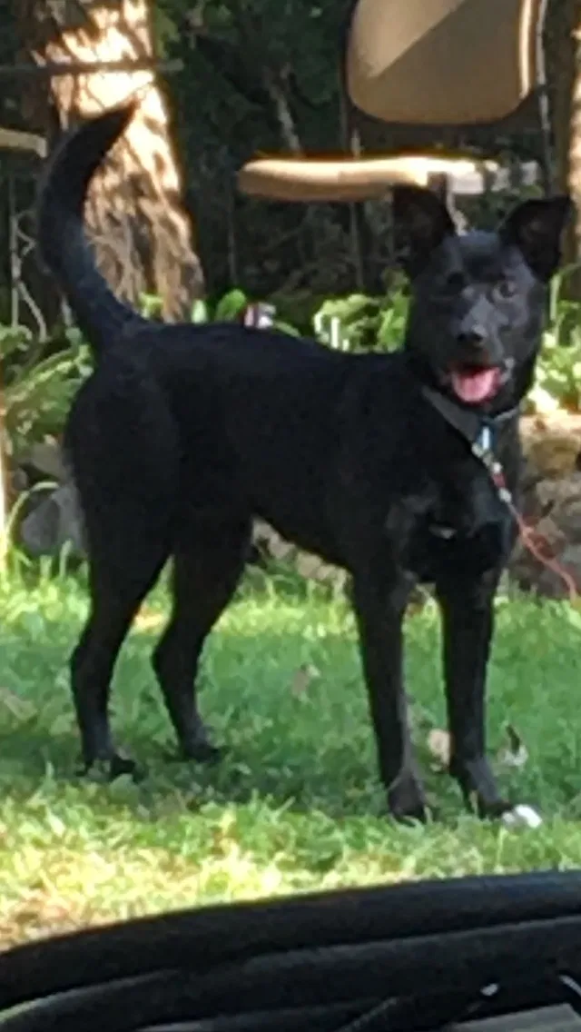Lost dog in Lake Mills, WI, 53551