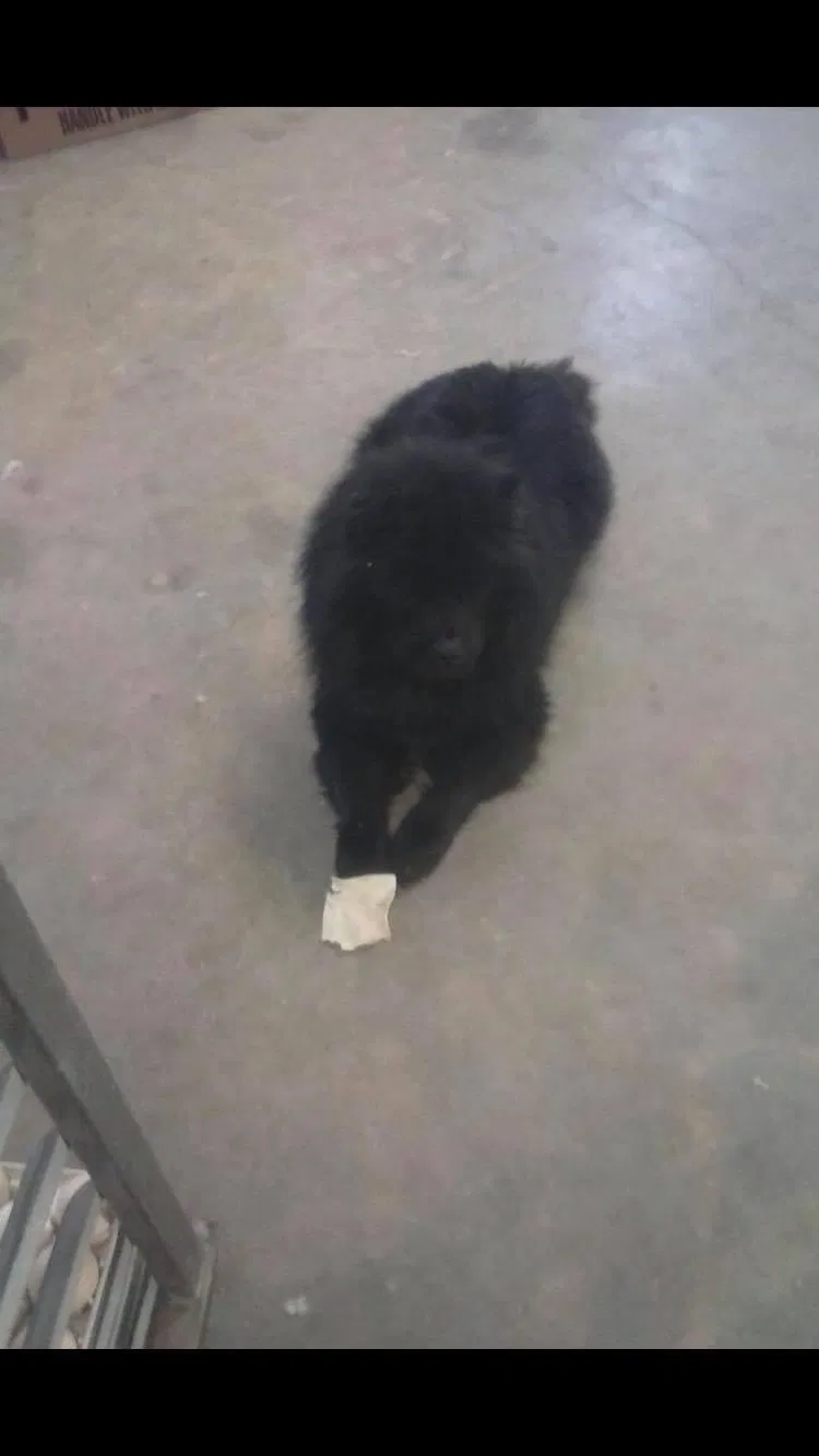 Lost dog in Siler City, NC, 27344