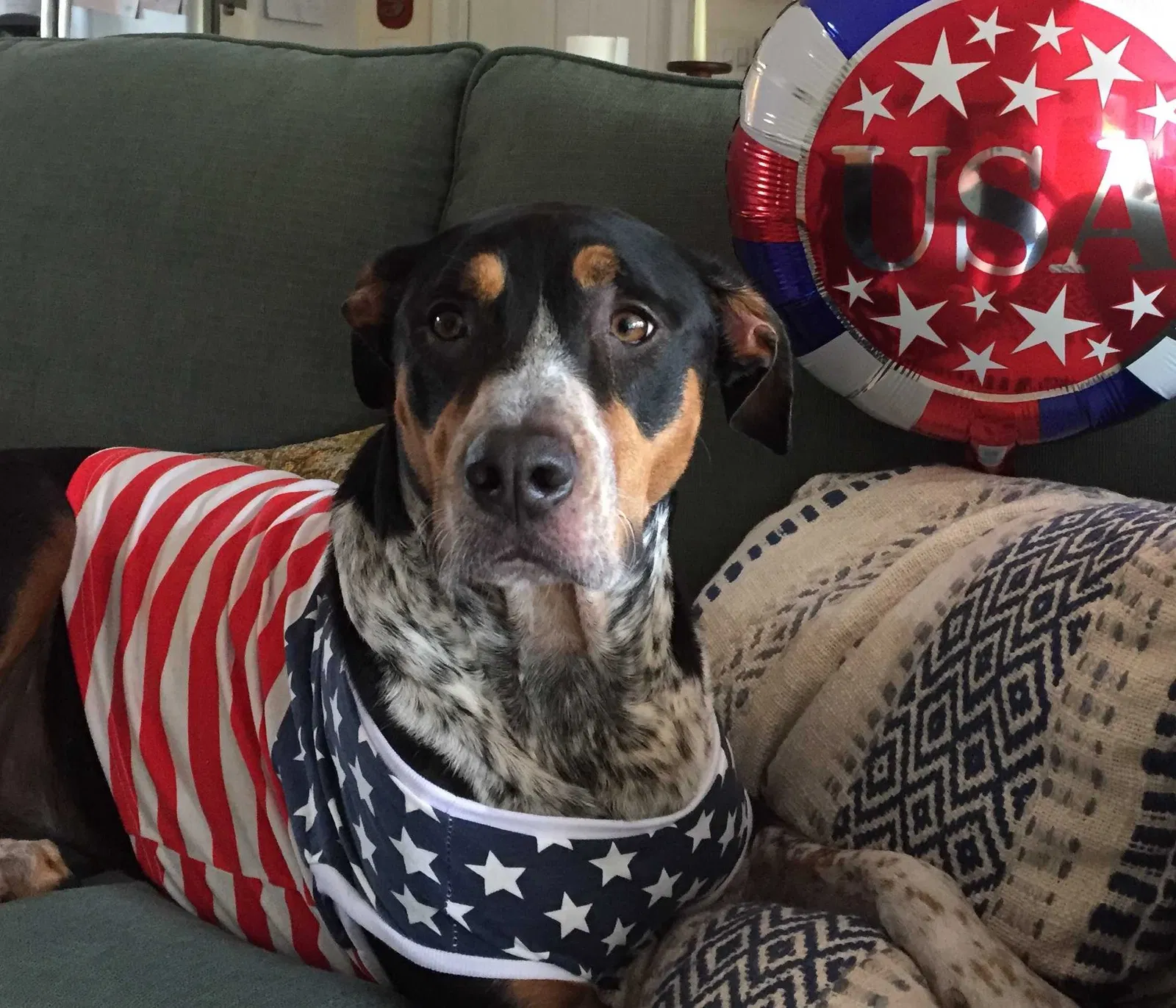 Lost dog in Saint Petersburg, FL, 33702