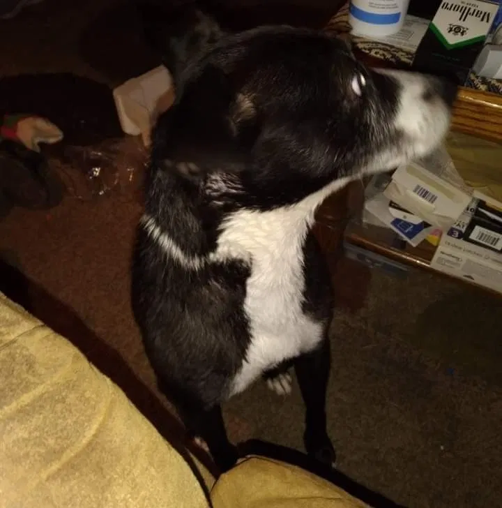 Lost dog in Willard, OH, 44890