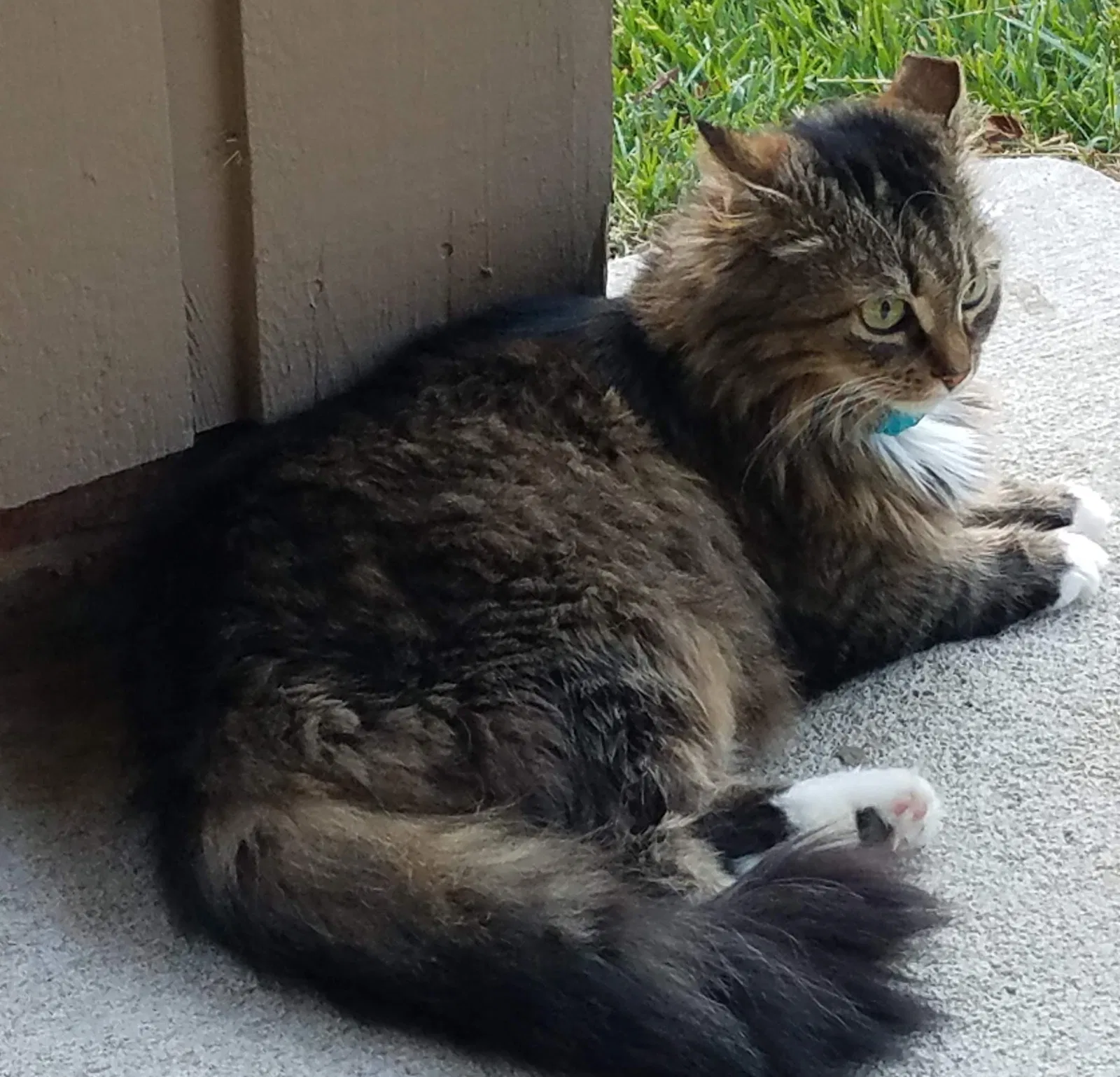 Lost cat in Fort Mill, SC, 29715