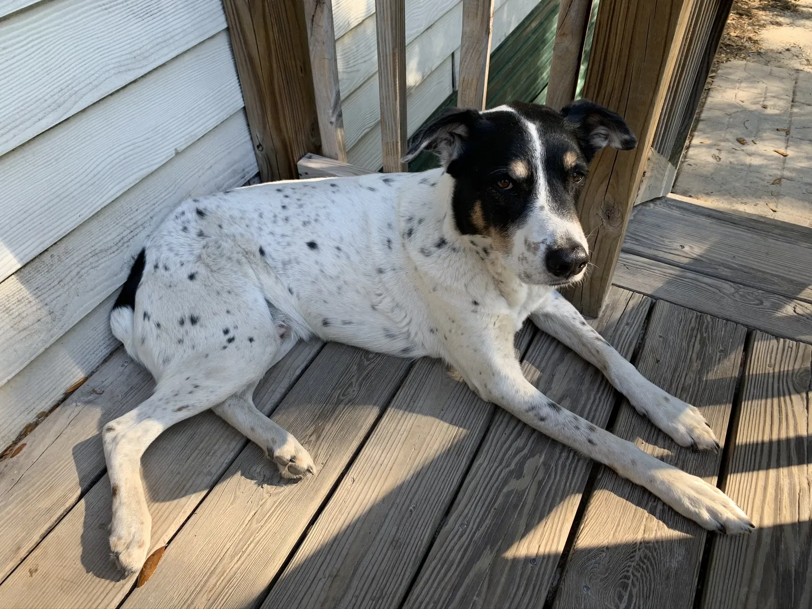 Lost dog in Cottageville, SC, 29435