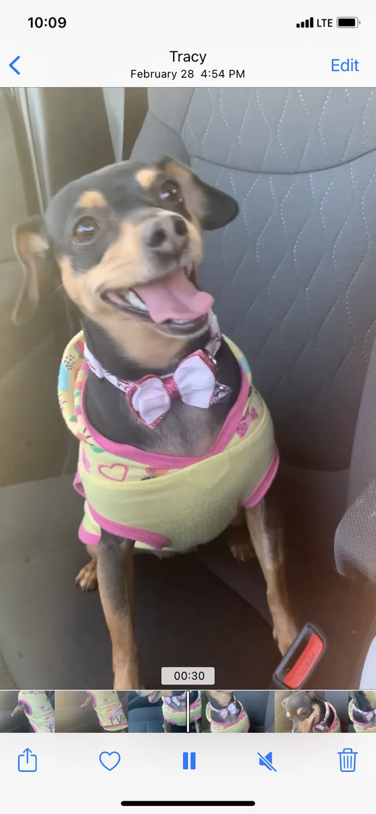 Lost dog in Inglewood, CA, 90301