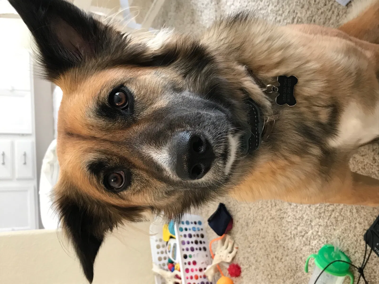 Lost dog in San Diego, CA, 92127
