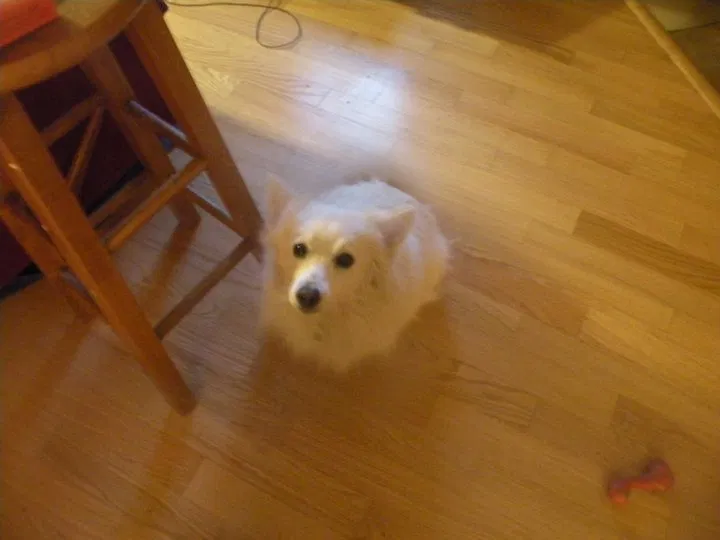 Lost dog in Phoenix, AZ, 85032
