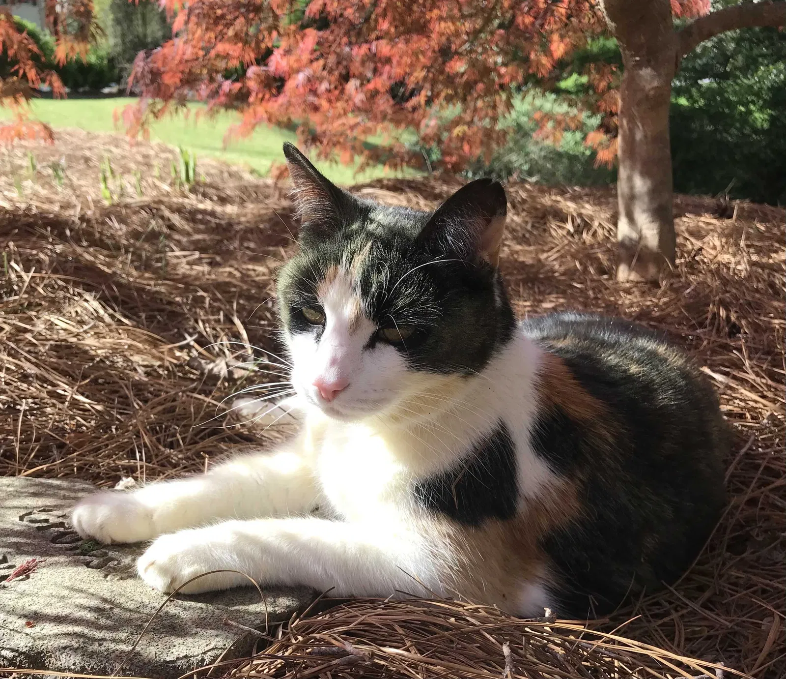 Lost cat in Atlanta, GA, 30342